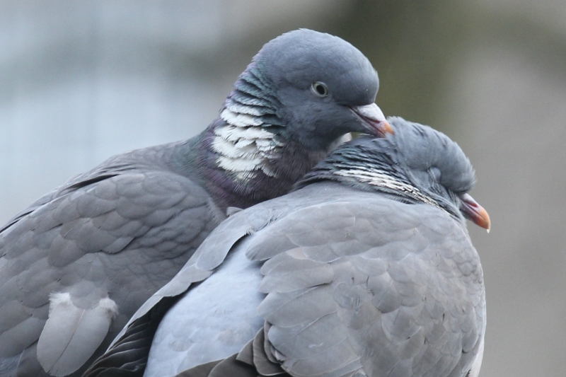 Houtduif vogel vogels spotten kijken