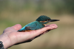 IJsvogel in de hand bij vogelexcursie vogels spotten