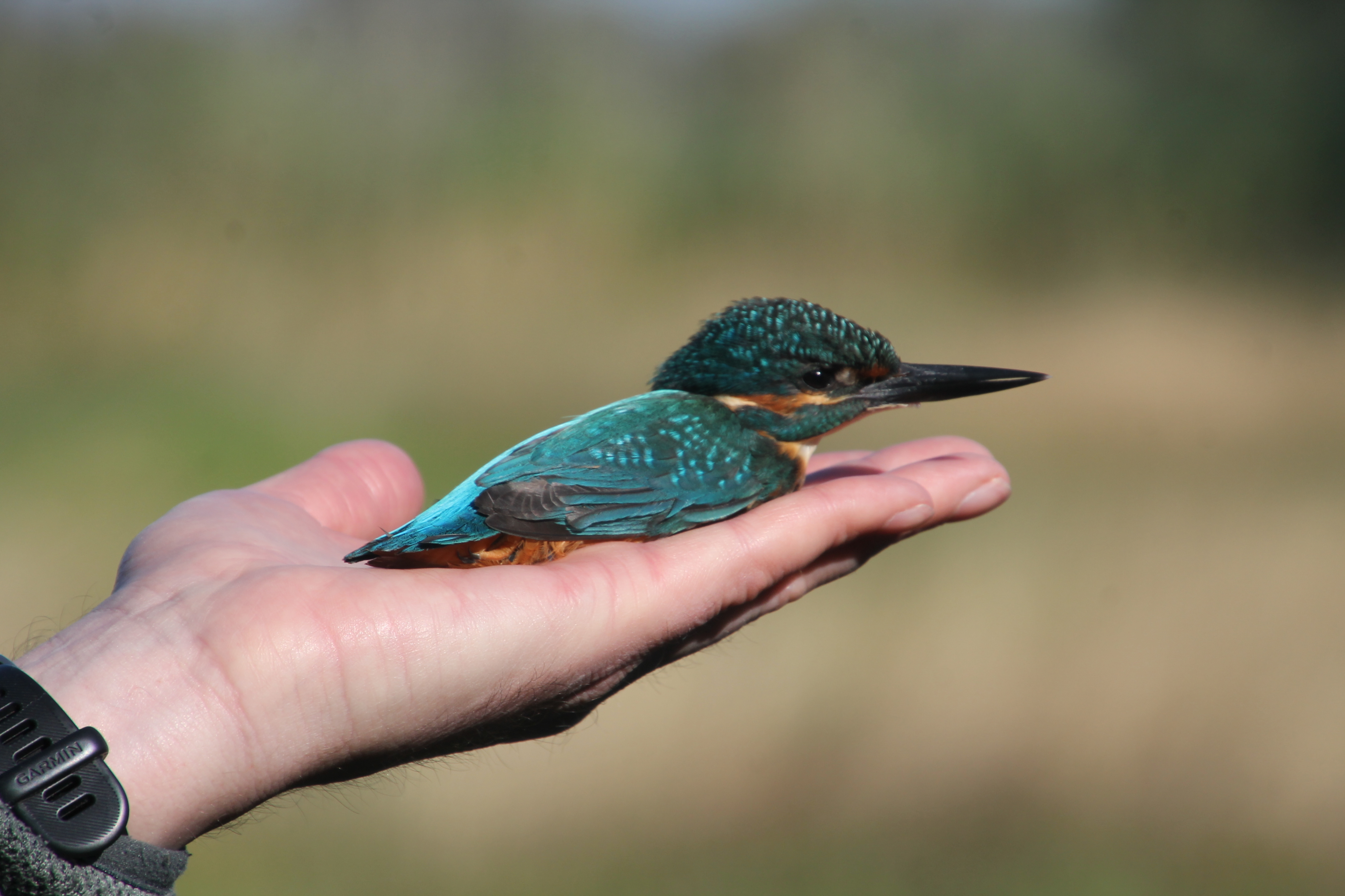 Verslag excursies Vogelringstation Ooijse Graaf – 29 augustus en 5 september 2025