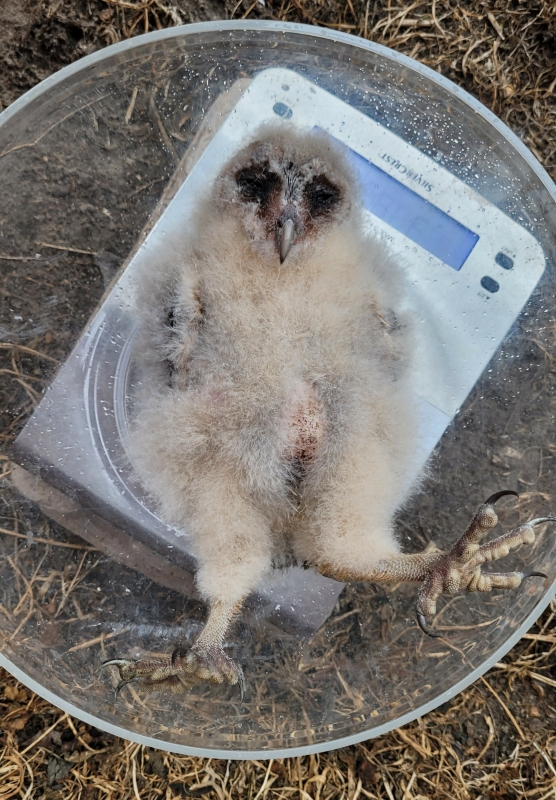 Juveniele Kerkuil wordt gewogen bij het ringen vogels kijken uilen