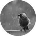 Kauw in de regen vogels en regen