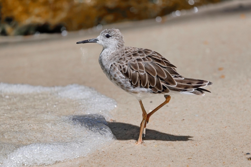 Kemphaan vogels kijken