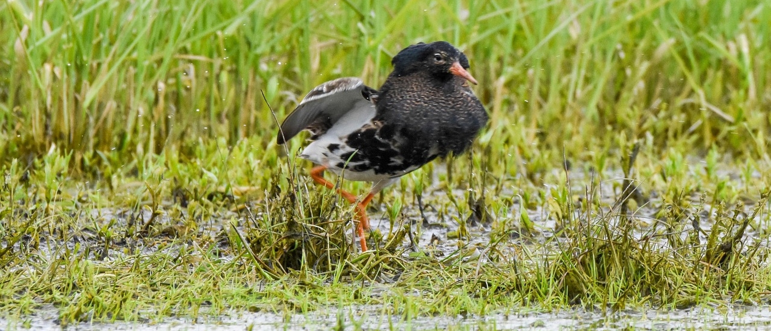 Kemphaan Arkemheen weidevogel vogelexcursie vogels kijken