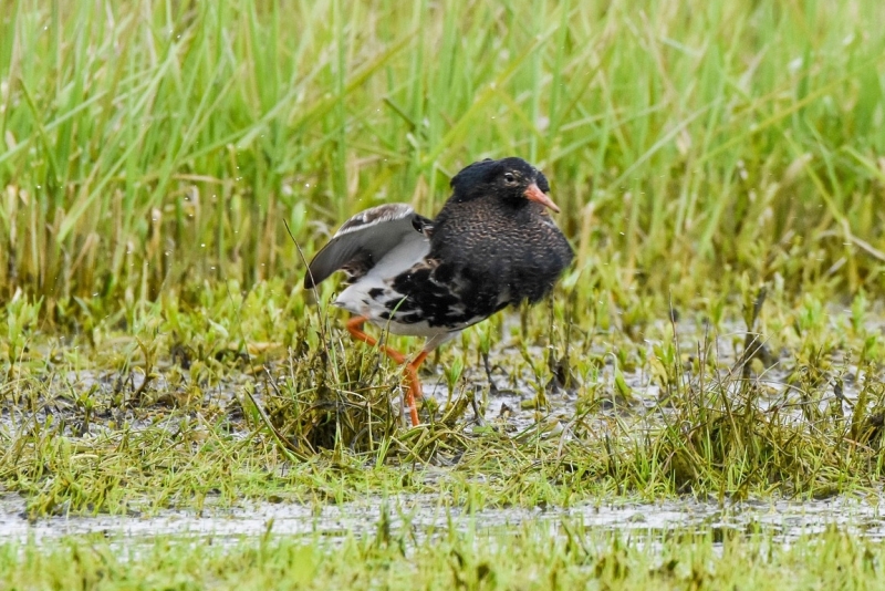 Kemphaan Arkemheen weidevogel vogelexcursie vogels kijken