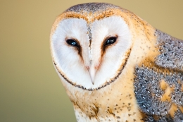 Op zoek naar de Kerkuil vogel excursie vogels spotten