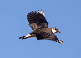 Vogelwijsheid – De Kievit: Licht beginnen, steeds bijsturen Vitamine V