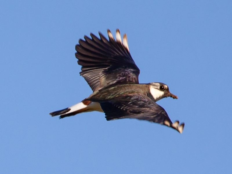 Vogelwijsheid – De Kievit: Licht beginnen, steeds bijsturen Vitamine V