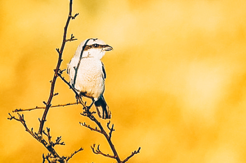 Klapekster met digiscoping
