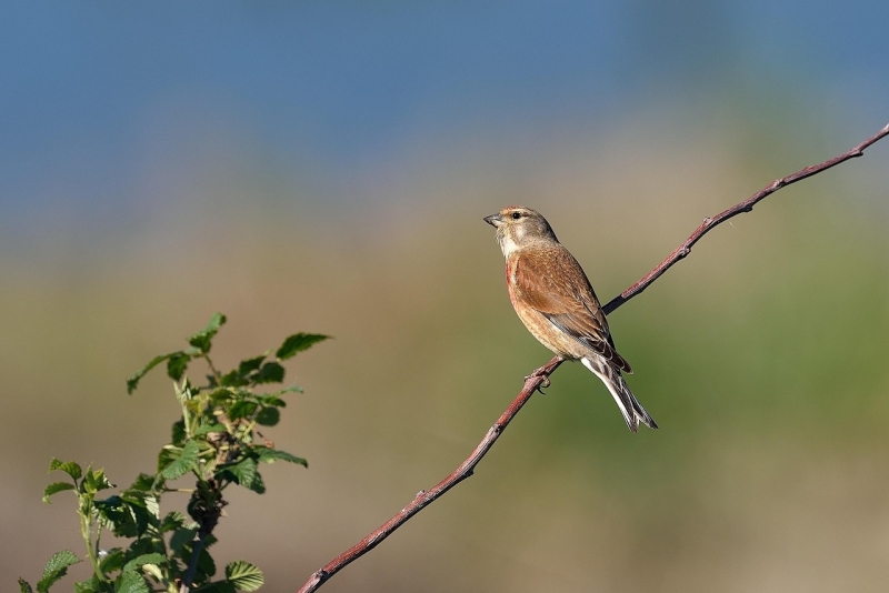 Kneu vogeltrek vogels kijken vogelwachter adriaan