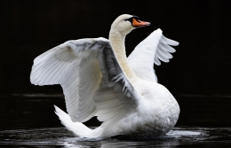 Knobbelzwaan BIRD-tool – Vertrouwen op eigen vleugels Vitamine V