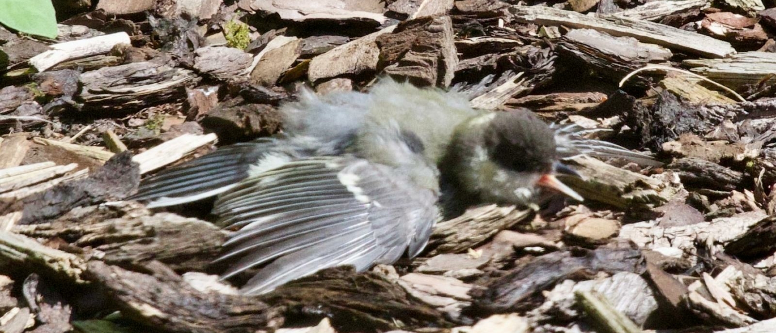 Koolmees vogel in de warmte met gespreide vleugels Koolmees vogel in de warmte met gespreide vleugels