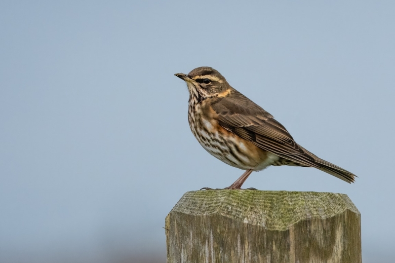Koperwiek tijdens vogeltrek ga mee op vogelexcursie najaar