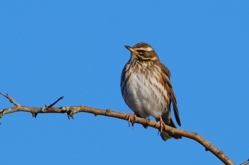 Koperwiek vogeltrek vogelexcursie Vogelwachter Adriaan