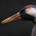 Kraanvogel vogels kijken