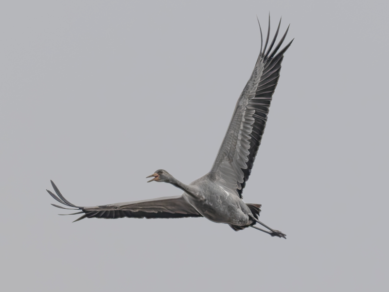 Kraanvogel vliegend vogelreis Duitsland Diepholz