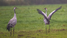 Kraanvogels Duitsland vogels spotten vogelreis excursie