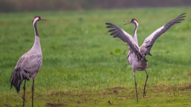 Kraanvogels Duitsland vogels spotten vogelreis excursie