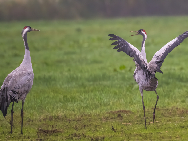 Kraanvogels Duitsland vogels spotten vogelreis excursie