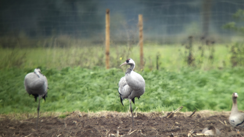 Kraanvogels tijdens vogelreis Kraanvogels tijdens vogelreis