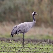 Een unieke kans om deze majestueze Kraanvogels van dichtbij te ervaren