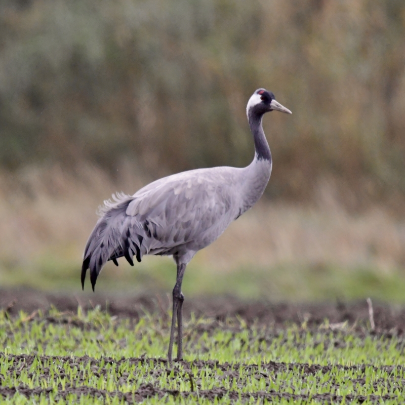 Een unieke kans om deze majestueze Kraanvogels van dichtbij te ervaren