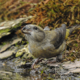 Kruisbek Edese Bos vogelexcursie Vogelwachter Adriaan