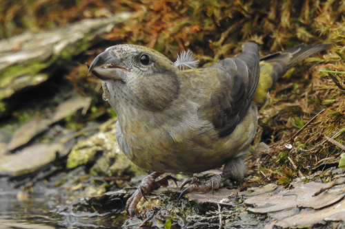 Kruisbek Edese Bos vogelexcursie Vogelwachter Adriaan