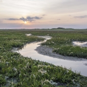 kwelder Friesland tijdens vogelexcursie vogels kijken
