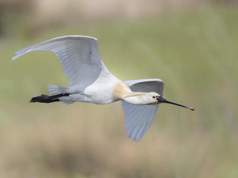 Lepelaar Blauwe Kamer Vitamine V