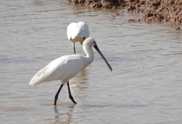 Lepelaar foeragerend op Texel tijdens vogelexcursie vogels kijken