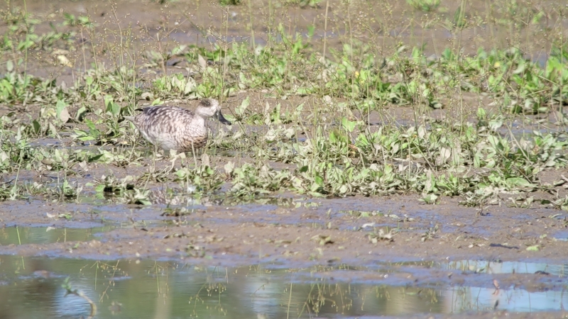 Marmereend Biesbosch-exoot-escape vogelaarsjargon
