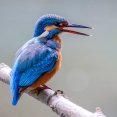 Verschillende vogels in een weelderig groen landschap, een voorbeeld van de natuurlijke omgeving voor vogels spotten