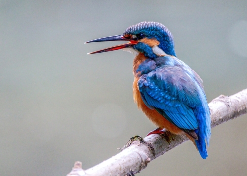 Verschillende vogels in een weelderig groen landschap, een voorbeeld van de natuurlijke omgeving voor vogels spotten