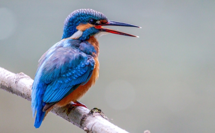 Verschillende vogels in een weelderig groen landschap, een voorbeeld van de natuurlijke omgeving voor vogels spotten