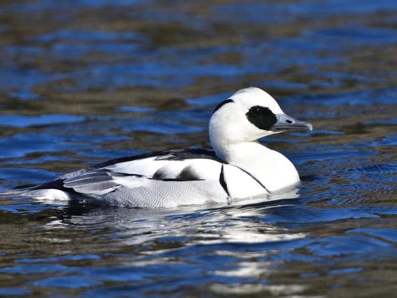 Nonnetje Blauwe Kamer Vitamine V