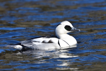 Nonnetje vogelexcursie vogels kijken