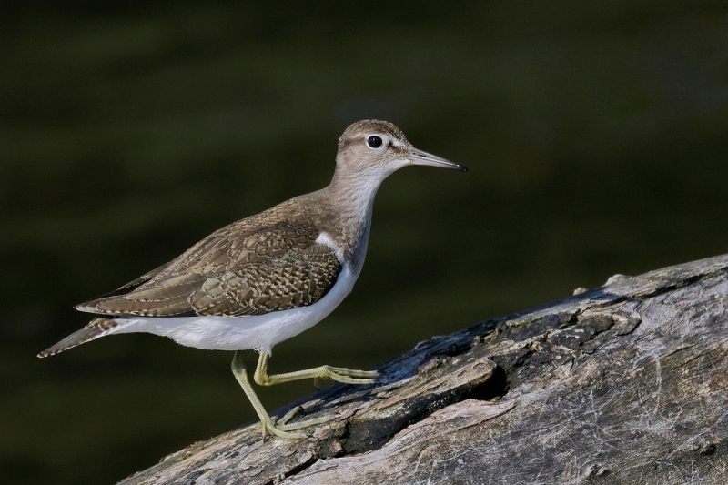 Oeverloper met de kenmerkende komma vogels kijken vogels spotten