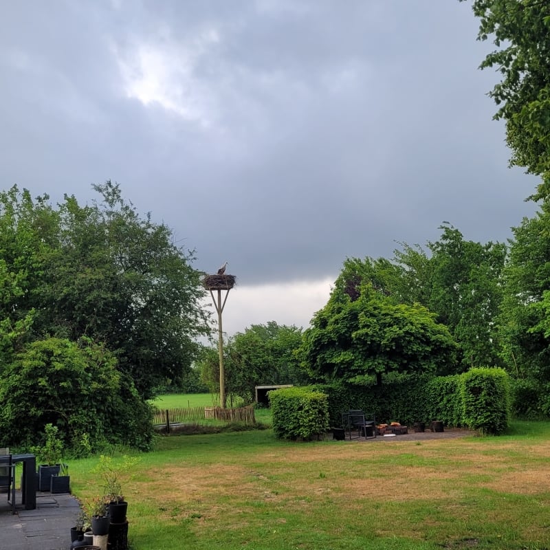 Ooievaar in de tuin Drenthe vogels kijken
