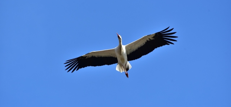 Ooievaar in vlucht