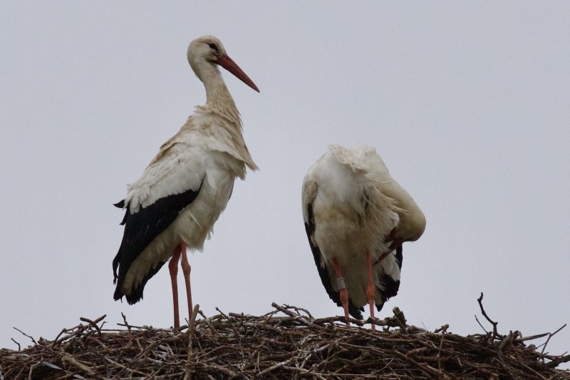 Ooievaar wintertelling Vogelbescherming Vogelwachter Adriaan Vogels spotten op nest