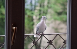 BIRD-tool – Buiten: Reset & Pauze Vitamine V