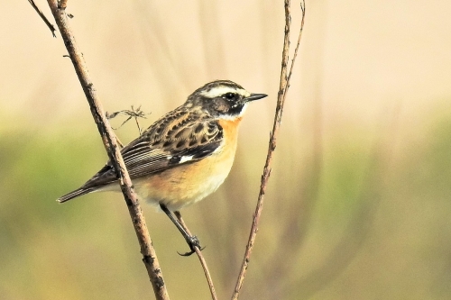 Paapje vogelexcursie Vogelwachter Adriaan vogels spotten