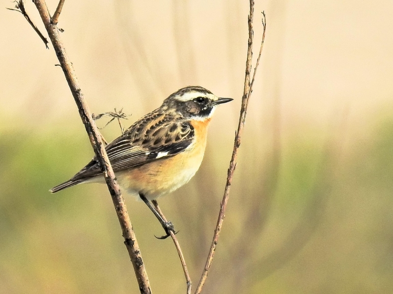 Paapje vogelexcursie Vogelwachter Adriaan vogels spotten