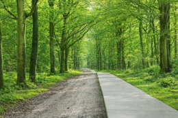 Plek van Introspectie - de Heidebloemallee bij Ede Vitamine V
