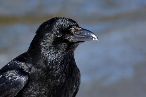 Raaf Edese Bos en Edese Hei vogelexcursie Vogelwachter Adriaan