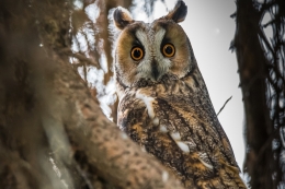 Ransuil excursie vogels spotten