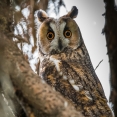 Ransuil uilenexcursie vogels kijken spotten