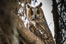 Ransuil uilenexcursie vogels kijken spotten