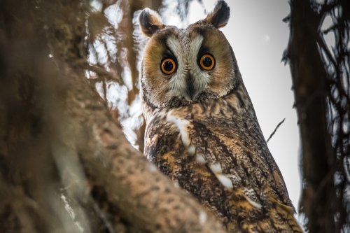 Ransuil uilenexcursie vogels kijken spotten