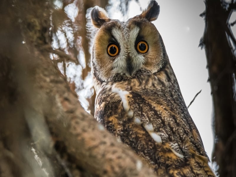 Ransuil uilenexcursie vogels kijken spotten